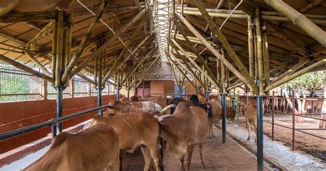 compartment S4 completes a bamboo cow shelter in india