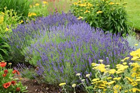 Lavandula Angustifolia Hidcote Superior English Lavender