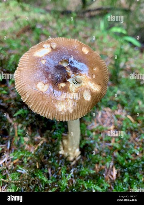 Brown Wild Mushroom Stock Photo Alamy