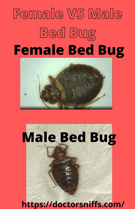 Male Vs Female Bed Bug How To Tell The Difference With Photos