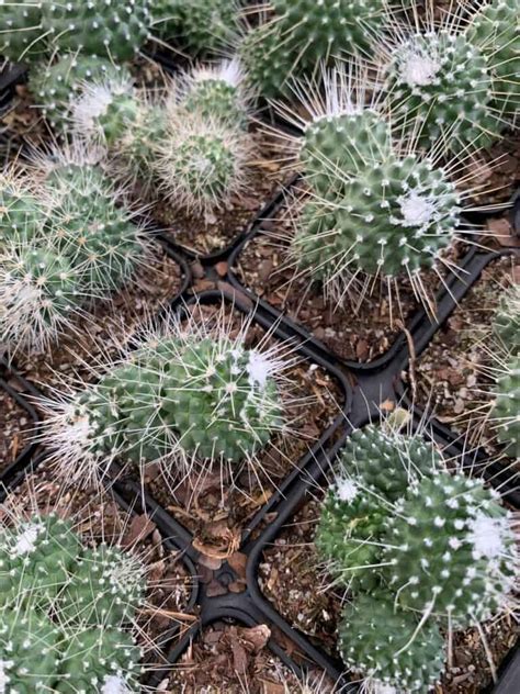 Un Pico Mammillaria Spinosissima Cluster Clump Spiny Pincushion Cactus