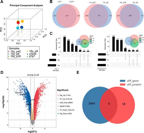 Frontiers Identification Of Four Biomarkers Of Human Skin Aging By