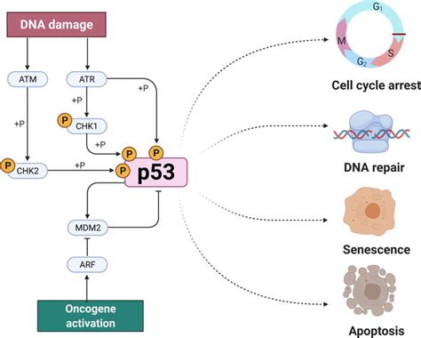 P53 Tumor Suppressor Functional Regulation And Role In Gene Therapy