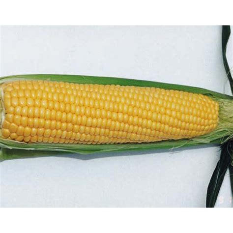 Sweet Corn Northern Xtra Sweet Yellow Hybrid Sweet Corn Super Sweets Sh2 2024 R H Shumway