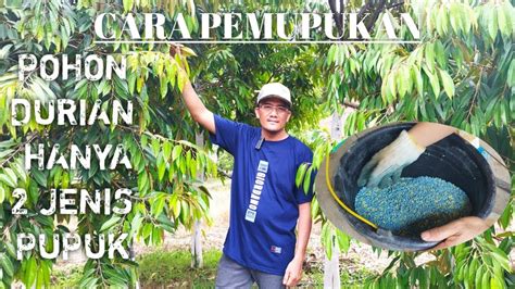 Pemupukan Durian Musang King Bawor Dan Duri Hitam YouTube