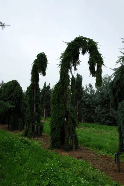 Picea abies 'Inversa' | Picea abies 'Inversa' - Van den Berk Nurseries