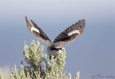 Loggerhead Shrike With Prey And In Flight – Feathered Photography