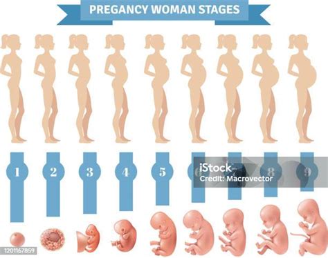 妊娠女性ステージヒト胚発生 ヒトの胎児のベクターアート素材や画像を多数ご用意 ヒトの胎児 発展 進化 Istock