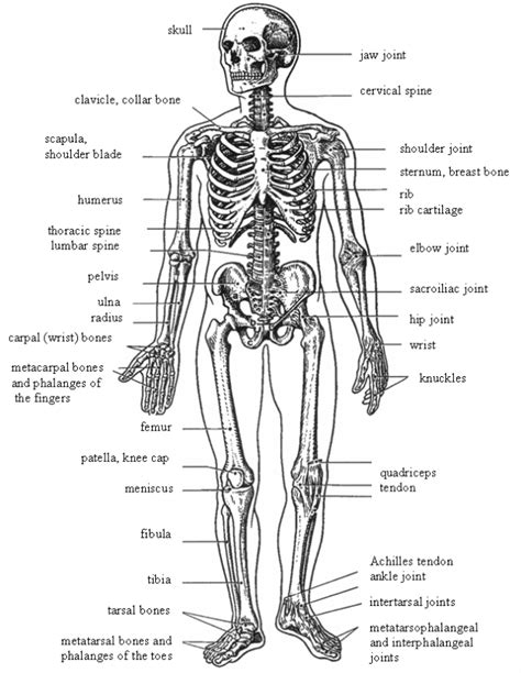 Skeletal System Anatomy