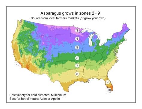 The Best Asparagus Varieties For Your Region And How Many You Need Ask