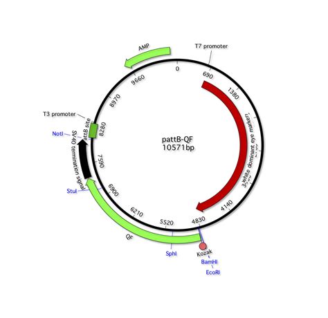 Addgene PattB QF Sv40