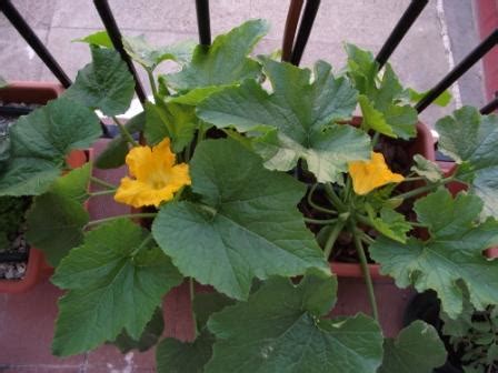 C Mo Polinizar Los Calabacines A Mano Un Huerto En Mi Balcon