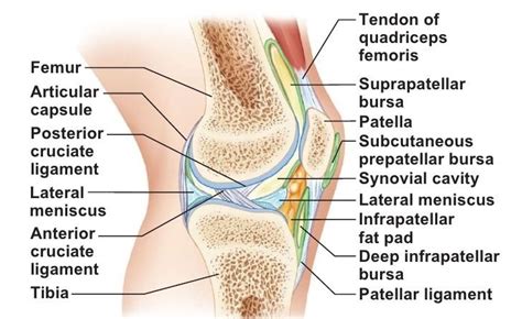 Chapter 8 The Articular System Lateral View Of The Knee Joint