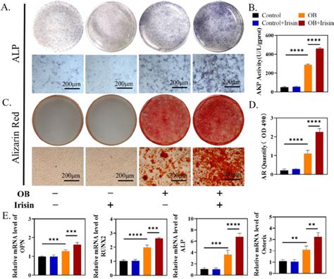 R Irisin Promoted Osteogenic Differentiation In Vitro A Alp Staining