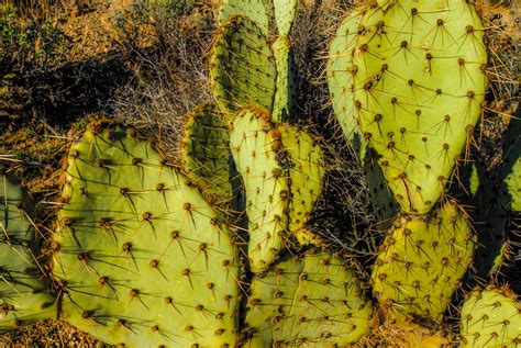 Prickly Pear Cactus Free Stock Photo Public Domain Pictures