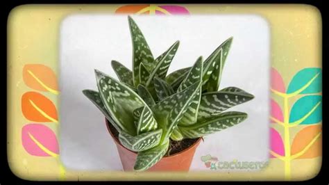 Алоэ пестрое - Распространены в Южной Африке и Намибии (Aloe variegata ...