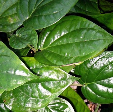 How to grow betel leaf plant | Growing Betel Leaf (Paan) - Naturebring