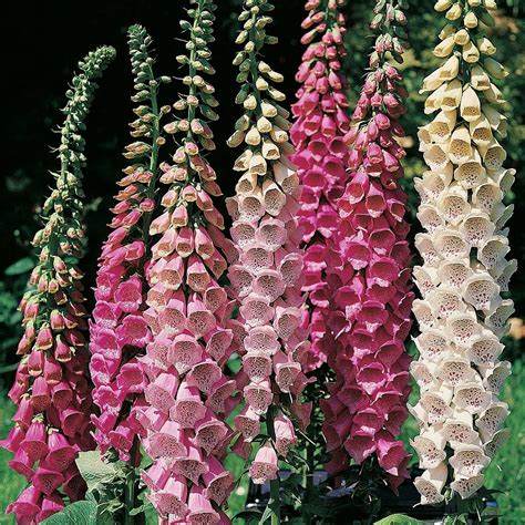 Foxglove Excelsior Hybrid Mixed Seeds Thompson And Morgan