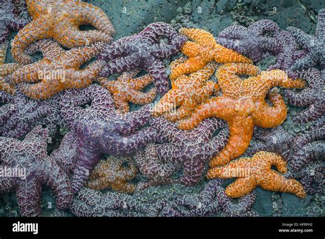 Estrella De Mar Violeta Fotografías E Imágenes De Alta Resolución Alamy