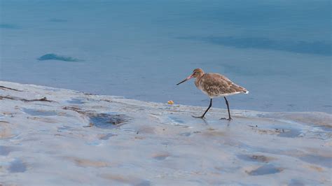 Barge à queue noire Black tailed godwit Limosa limosa Flickr