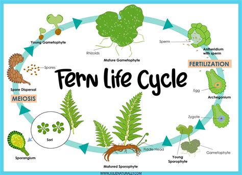 Fern Life Cycle Worksheets