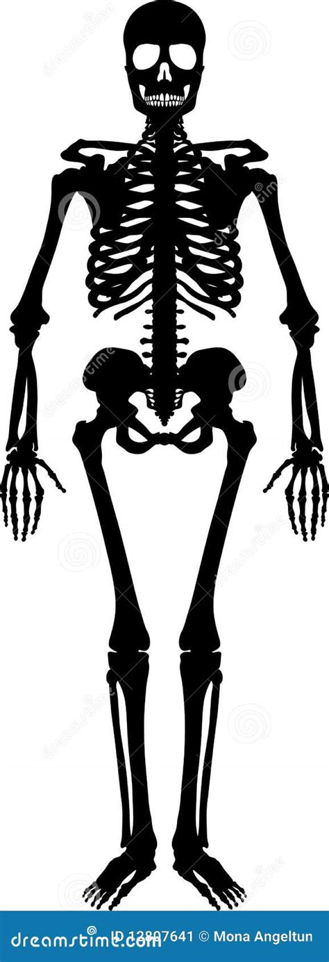 Human Skeleton Stock Vector Illustration Of Anatomy 12807641