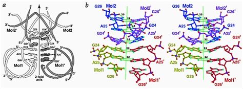 Crystal Packing Interface Of The Bulged Nucleotides From Four Internal