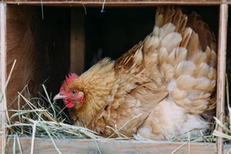 How To Hatch Eggs With A Broody Hen (Tips and Advice) - The Hen's Loft