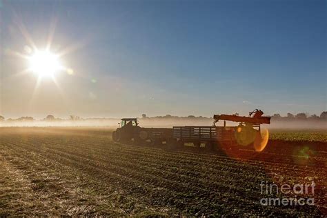 Celery Farming Photograph By Jim Westscience Photo Library Pixels