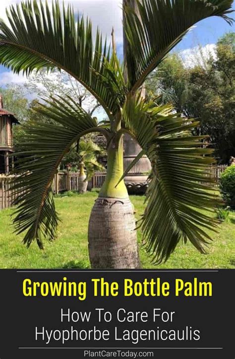 Bottle Palm Tree Care: How To Grow Hyophorbe Lagenicaulis Palms | Palm tree care, Bottle palm ...