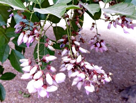 Pongamia Pinnata L Pierre Indian Beech World Flora Pl Ntnet