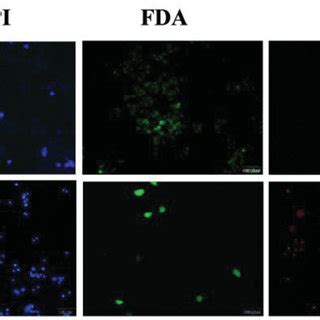 Bright Field And Fluorescence Microscopy Images Representing The