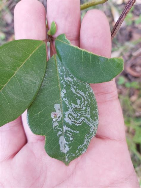 Five Leaved Water Vine From Ku Ring Gai Chase Nsw Australia On