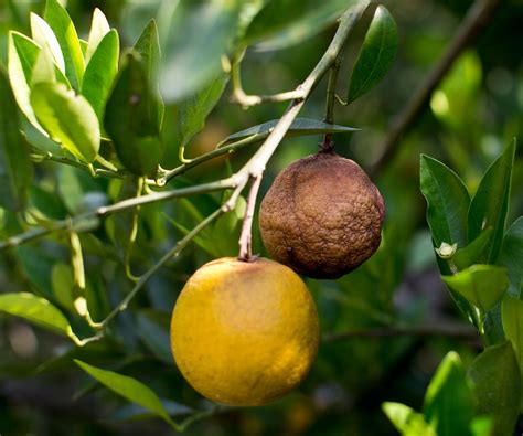 Disease Threatens Florida’s Citrus Industry