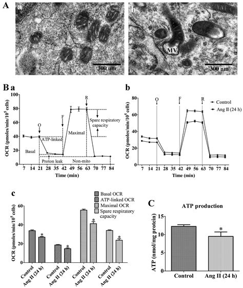 Beneficial Effects Of Astragaloside Iv Against Angiotensin Ii Induced