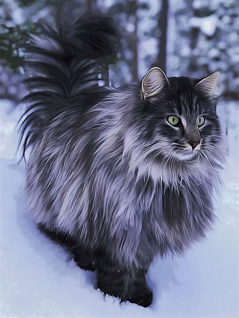 Norwegian Forest Cat