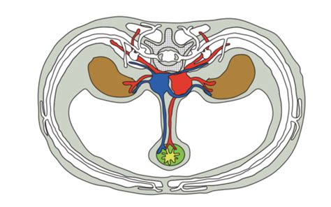 DPT Anatomy Lecture Chapters 1 2 And 3 Flashcards Quizlet