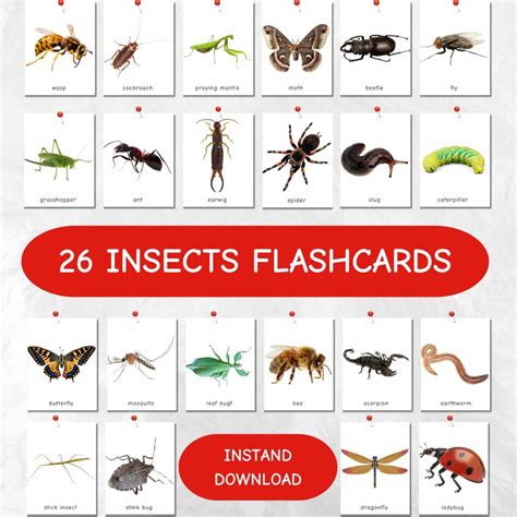 Insect Flashcards For Preschool Educational Insect Flashcards