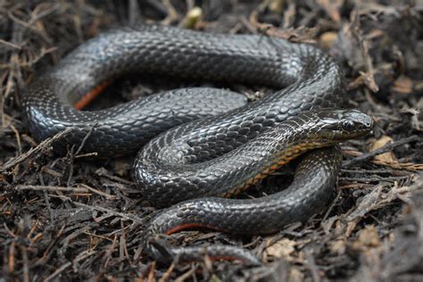 Black Swamp Snake