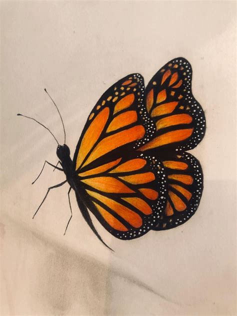 Dibujo De Mariposa Mariposas Monarca Dibujo Dibujos De Mariposas