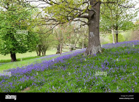 An Mature Open Woodland With A Dense Groundcover Of Bluebells Stock