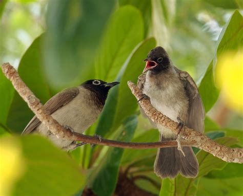 Details White Spectacled Bulbul Birdguides