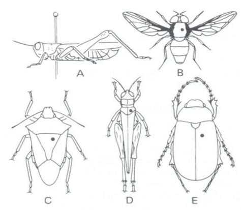 Colocaci N Del Alfiler Entomol Gico En Montaje De Insectos A Vista