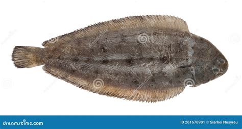 Sole Fish Isolated on White Background, Solea Solea Stock Image - Image ...