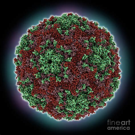 Human Enterovirus Capsid By Laguna Design Science Photo Library