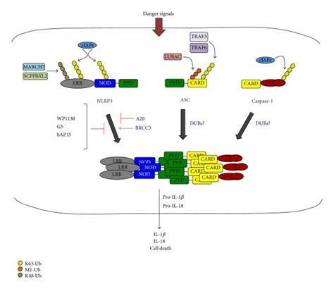 Regulation Of The Nlrp3 Inflammasome Activation By The Download