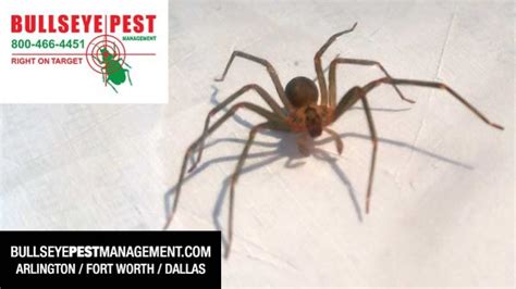 Brown Recluse Pest Control With Bullseye Pest Management Bullseye