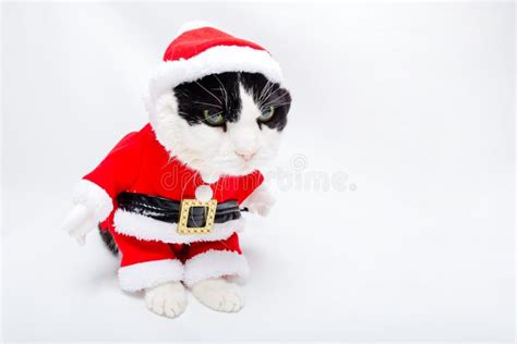 Santa Claus Dress Cat Stock Image Image Of Claus Card 79817047