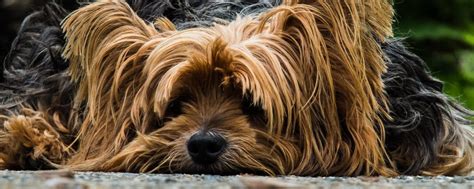 Yorkshire Terrier Informacje O Rasie Psa Blog Zooarena