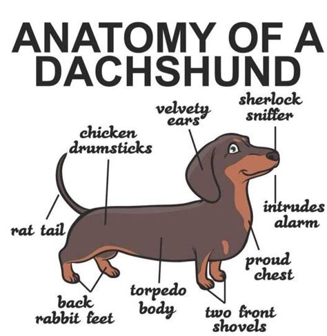 So True😂 R Dachshund